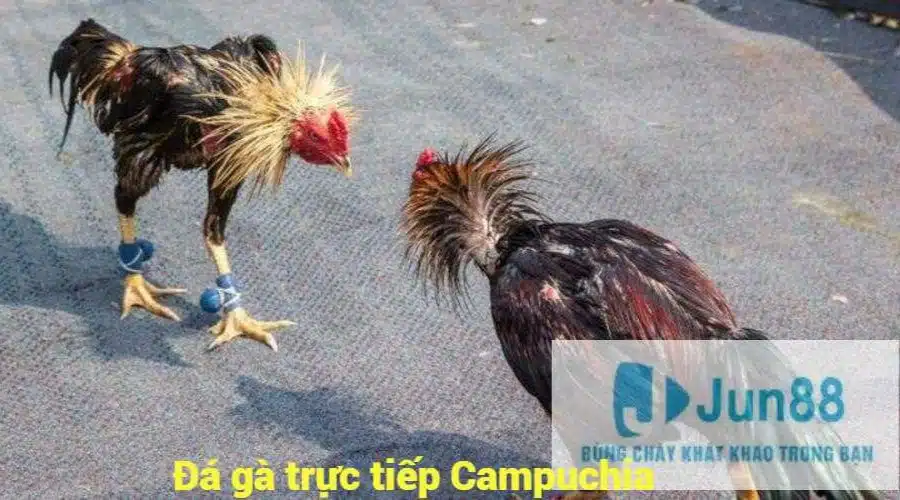 Đá gà trực tiếp Campuchia với những điểm tổng quát